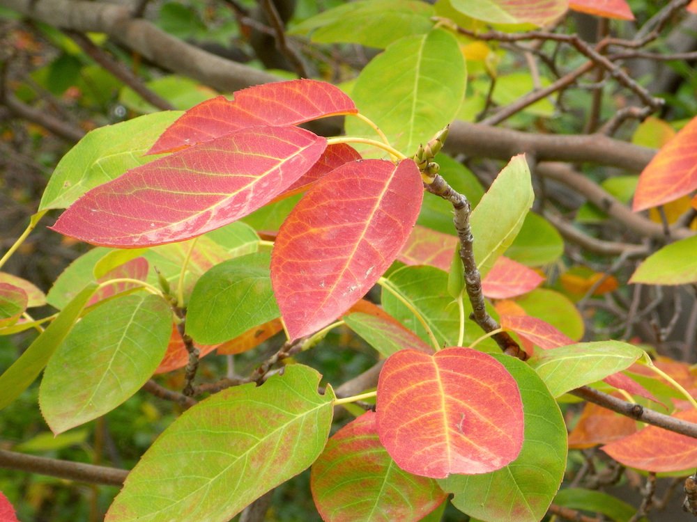 Amelanchier canadensis Fall Color JWB15.JPG