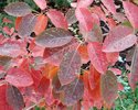 Amelanchier canadensis Fall Color VL.JPG