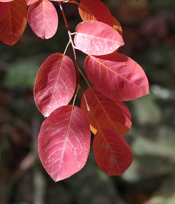 Serviceberry