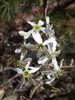 Amelanchier canadensis Flower 2 HMS16.JPG