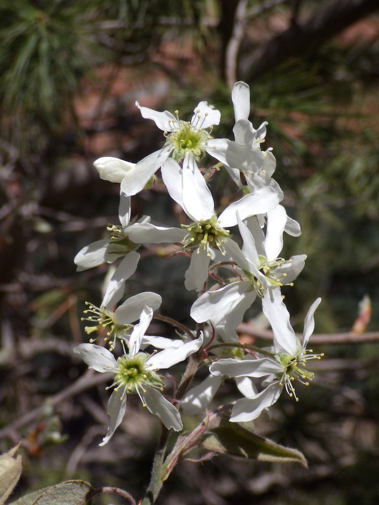 Amelanchier canadensis Flower 2 HMS16.JPG