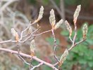 Amelanchier canadensis Flower Buds KA13.JPG
