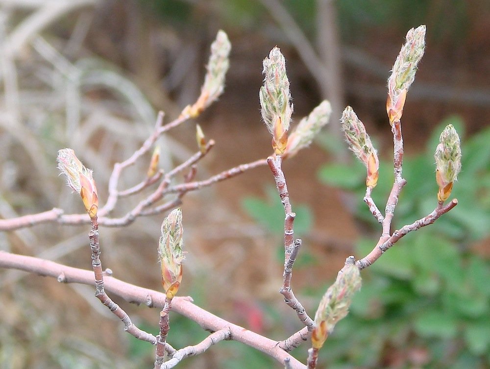Amelanchier canadensis Flower Buds KA13.JPG