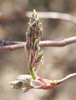 Amelanchier canadensis Flower Buds WRO.jpg