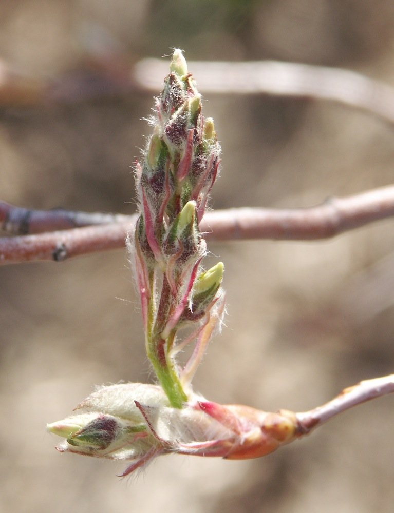 Amelanchier canadensis Flower Buds WRO.jpg