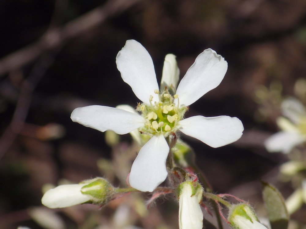 Amelanchier canadensis Flower HMS16.JPG