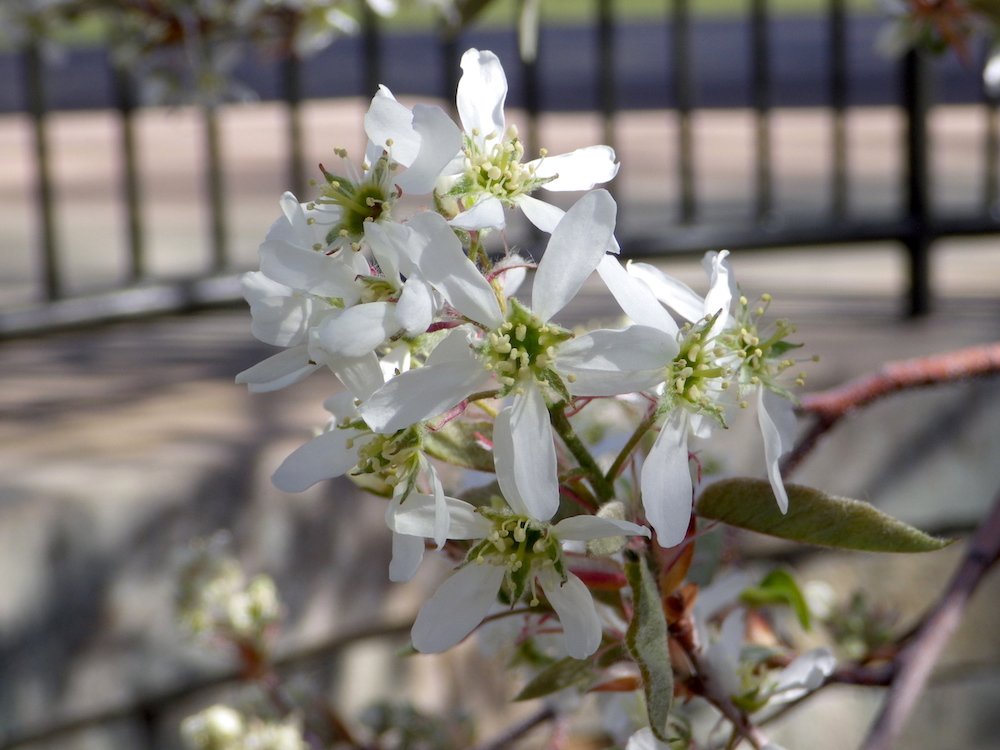 Amelanchier canadensis Flowers 1 JWB16.JPG