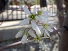 Amelanchier canadensis Flowers 2 JWB16.JPG