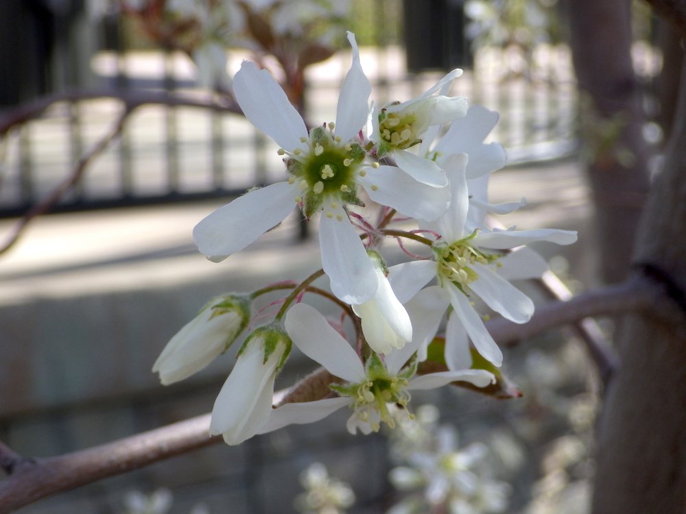 Amelanchier canadensis Flowers 2 JWB16.JPG
