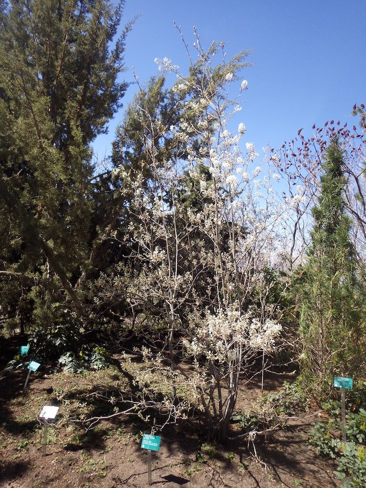 Amelanchier canadensis Habit HMS16.JPG