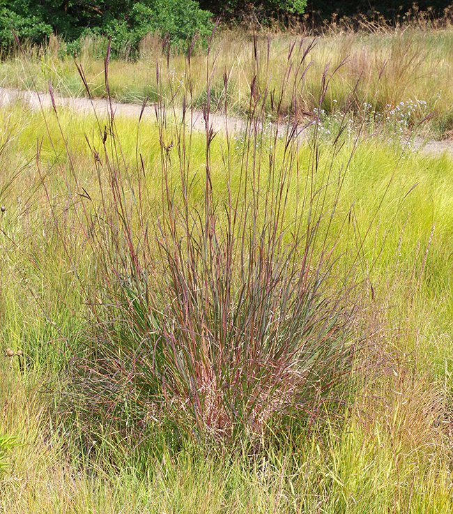 Andropogon-gerardii-Habit-in-Bloom-3-JWB21.JPG