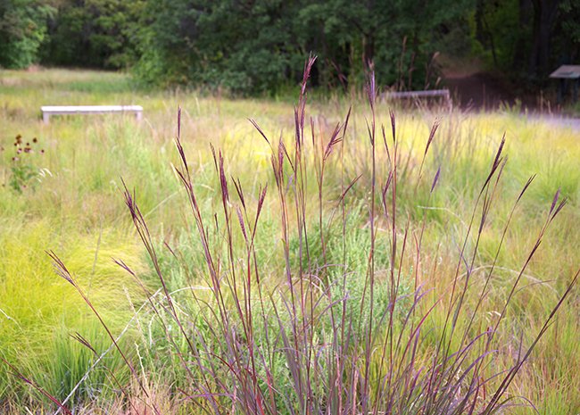Grass