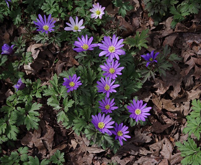 Anemone-blanda-flowers-Spring-HMS23