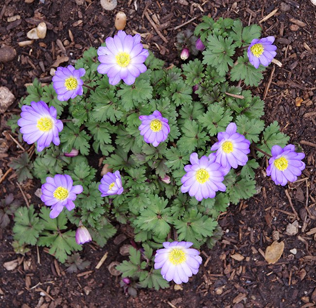 Anemone-x-blanda-Habit-in-Flower-1-JWB24