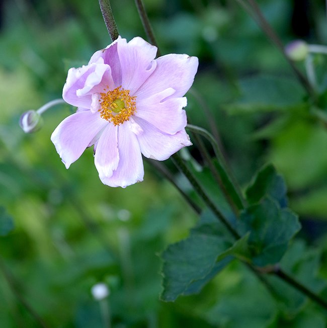 Anemone-x-hybrida-&#x27;Alice&#x27;-Flower-1-JWB23