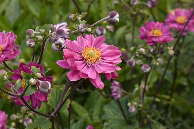 Anemone-x-hybrida-&#x27;Pamina&#x27;-Summer-HMS21.jpg