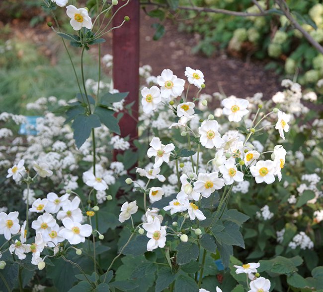 Anemone