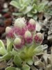 Antennaria microphylla Inflorescence 1 JWB17.JPG