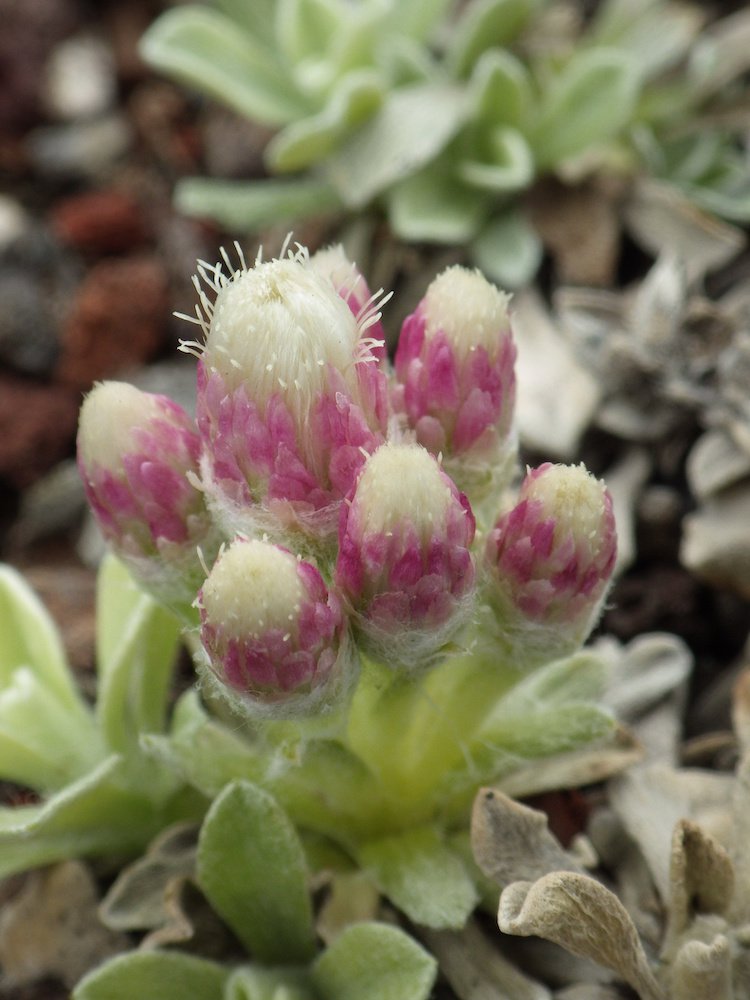 Antennaria microphylla Inflorescence 1 JWB17.JPG