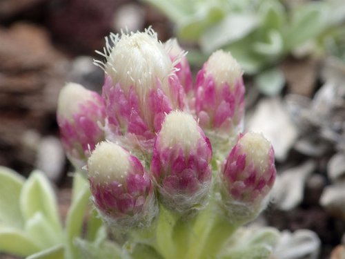 Antennaria microphylla Inflorescence 2 JWB17.JPG