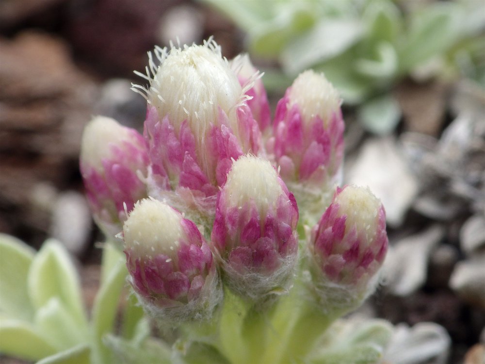 Antennaria microphylla Inflorescence 2 JWB17.JPG