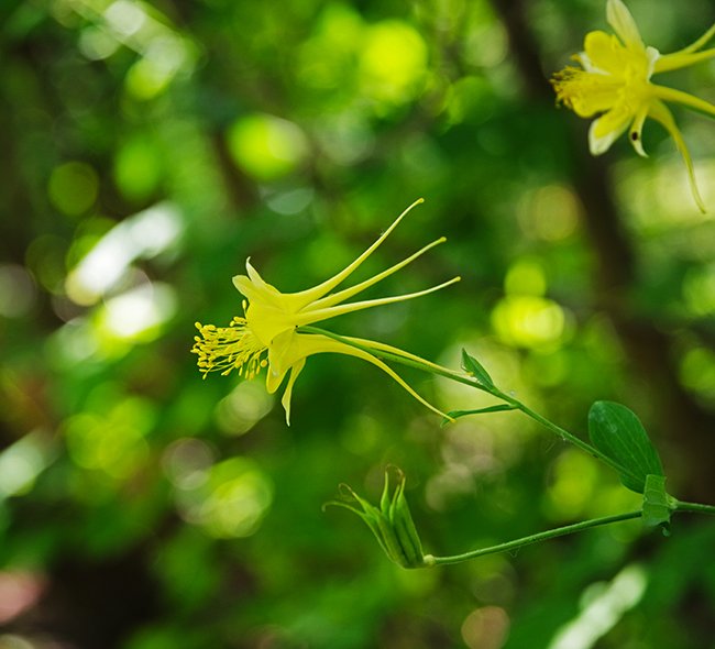 Aquilegia-chrysantha-Flower-Summer-HMS25