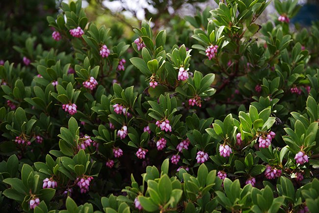 Arctostaphylos-coloradoensis-&#x27;Panchito&#x27;-Flowers-Spring-HMS23