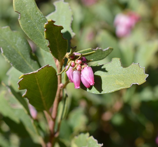 Arctostaphylos-x-coloradoensis-&#x27;Panchito&#x27;-Flowers-1-JWB21.JPG