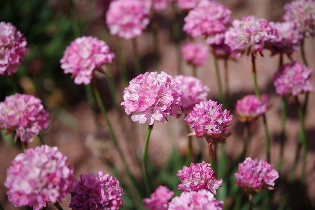 Armeria-&#x27;Sweet-Dreams&#x27;-HMS22