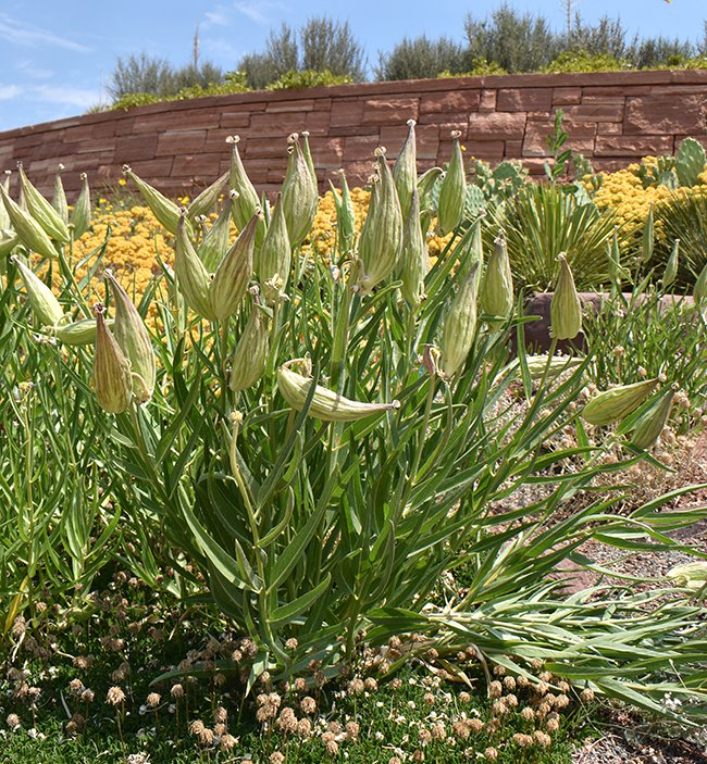 Asclepias-asperula-Fruits-JWB21.JPG