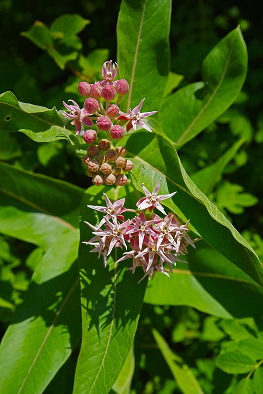 Asclepias-speciosa-Flower-Summer-HMS25