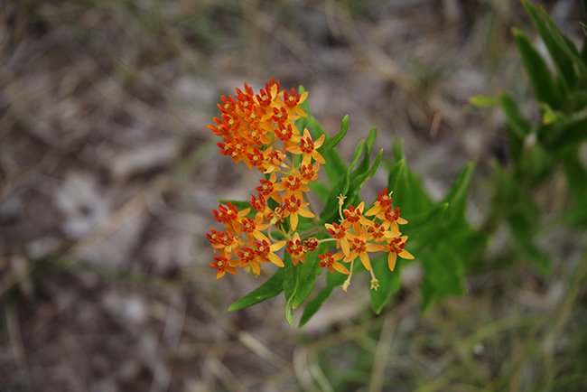 Asclepias-tuberosa-Flower-Summer-2-HMS25