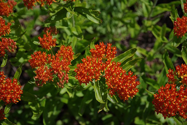 Asclepias-tuberosa-Flower-Summer-HMS23