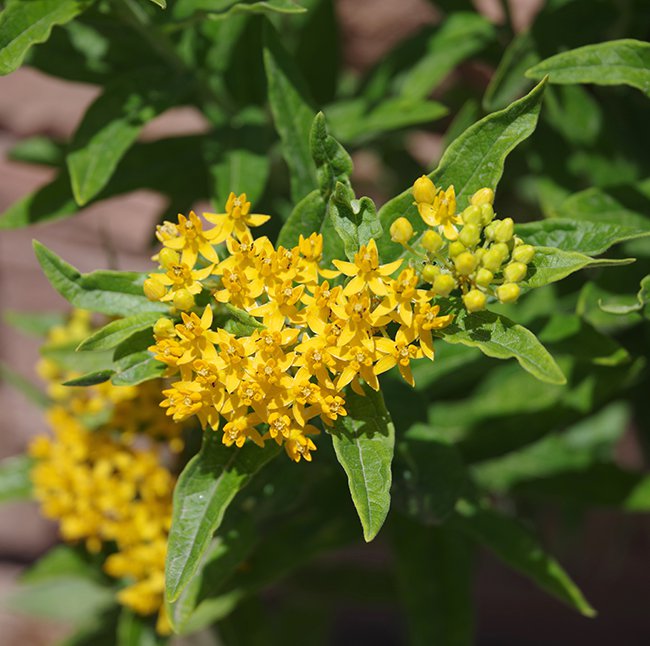 Asclepias-tuberosa-&#x27;Hello-Yellow&#x27;-Flowers-1-JWB22