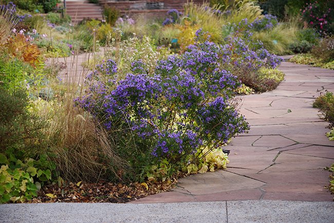 Aster-&#x27;Raydon&#x27;s-Favorite&#x27;-Flower-Habit-Fall-1-HMS24