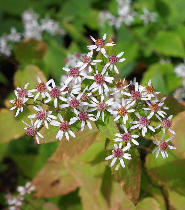 Aster-divaricatus-Flowers-1-JWB21.JPG