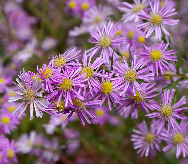 Aster-ericoides-&#x27;Pink-Star&#x27;-Flowers-1-JWB21.JPG