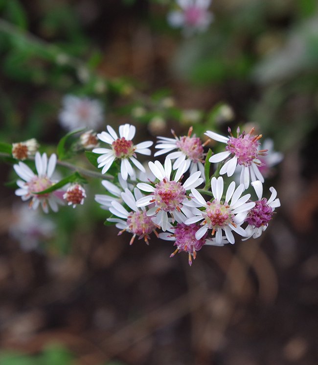 Aster-lateriflorus-&#x27;Lady-in-Black&#x27;-Flowers-1-JWB21.JPG