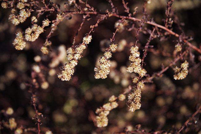 Aster-lateriflorus-&#x27;Lady-in-Black&#x27;-Seed-Fall-JWB22