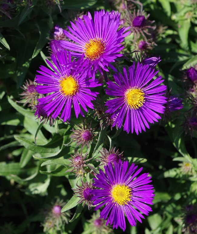 Aster-novae-angliae-&#x27;Purple-Dome-Flowers-1-JWB21.JPG