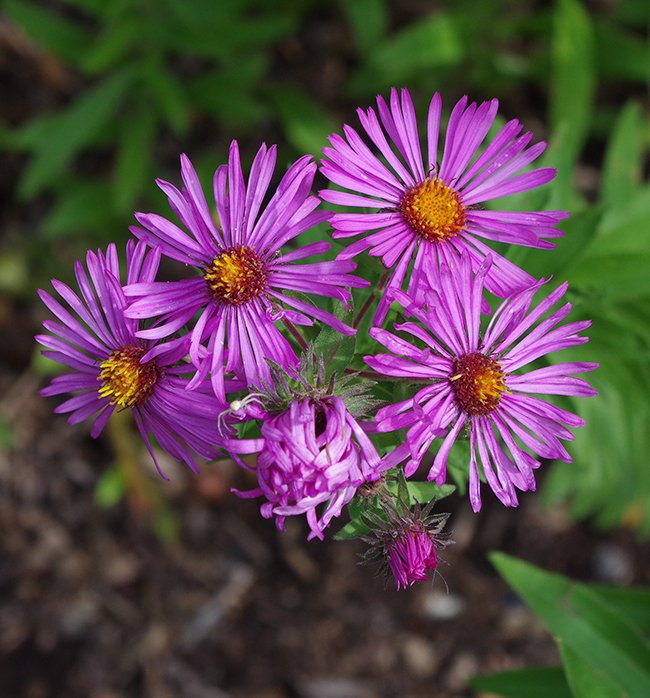 Aster-novae-angliae-&#x27;Septemberrubin&#x27;-Flowers-1-JWB21.JPG