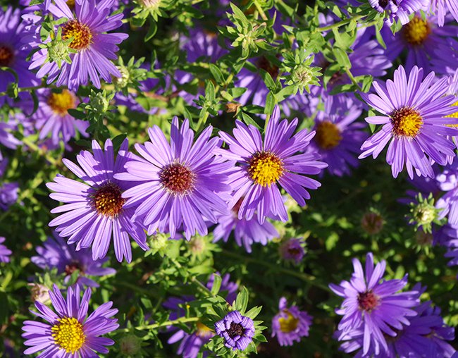 Aster-x-frikartii-&#x27;Jungfrau&#x27;-Flowers-1-JWB21.JPG