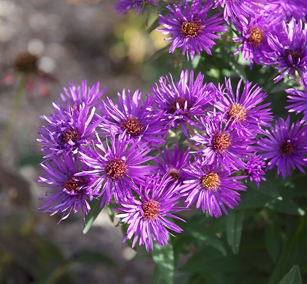Aster