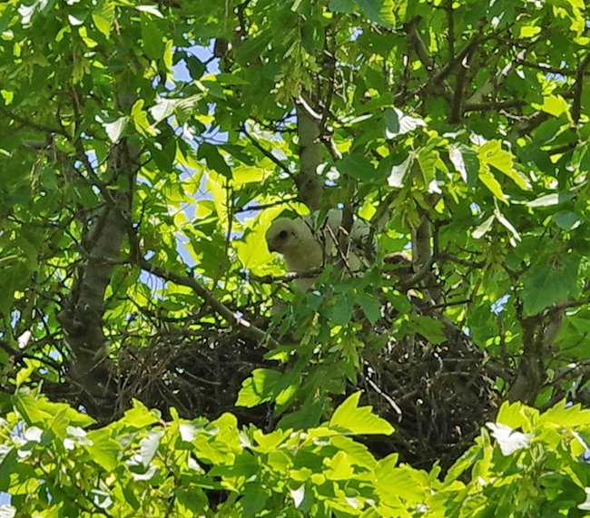 Baby:Nestling-Cooper's-Hawk-lightened-Zoomed-in-Summer-HMS25