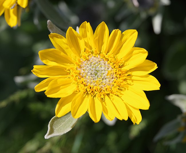 Balsamorhiza-sagittata-Flower-1-JWB22