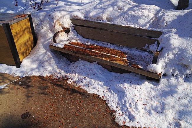 Bench-under-Malus-&#x27;Indian-Summer&#x27;-Squirrel-Tailings-WInter-HMS23