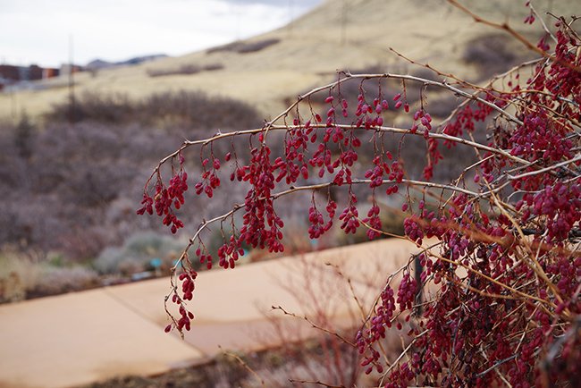 Berberis-fendleri-Fruit-Winter-HMS25