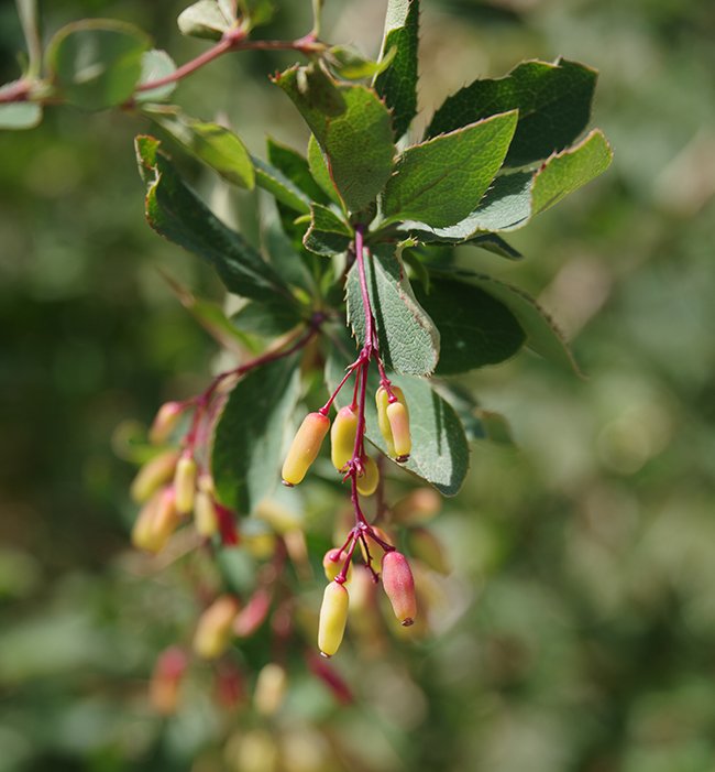 Berberis-fendleri-Fruits-2-JWB23