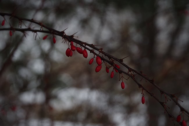 Berberis-thunbergii-&#x27;Rose-Glow&#x27;-Fruit-Winter-HMS23