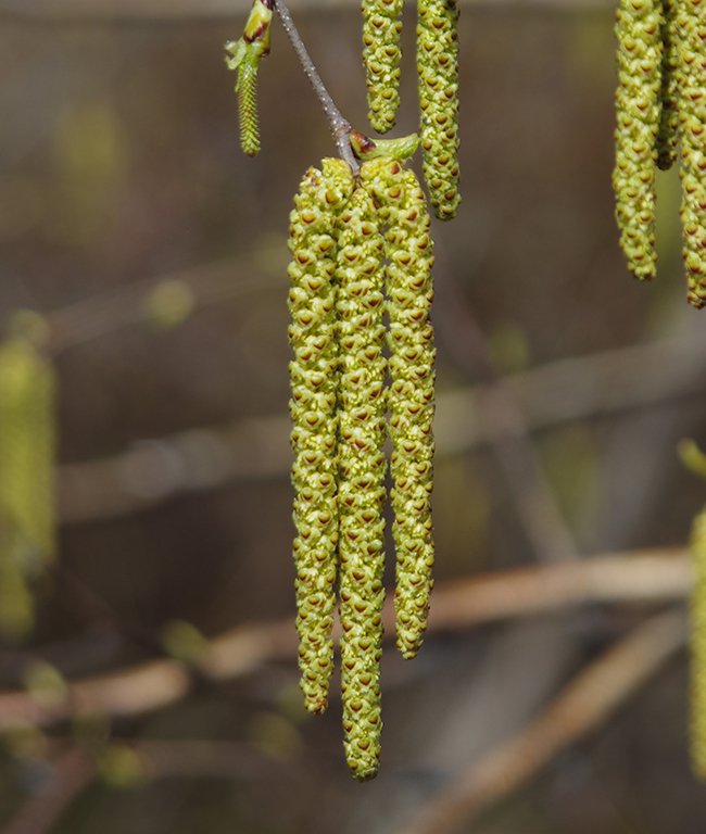 Betula papyrifera Male and Female Catkins JWB14.JPG